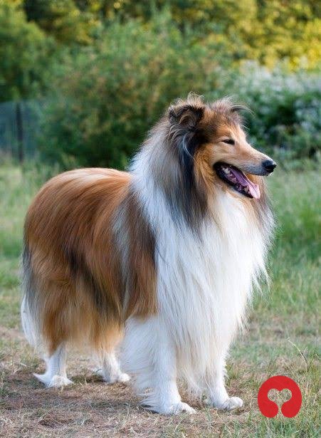 Encontrado: Perro en Salta