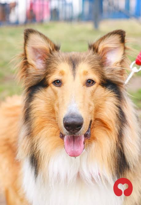 Perdido: Lassie (perro) en Salta
