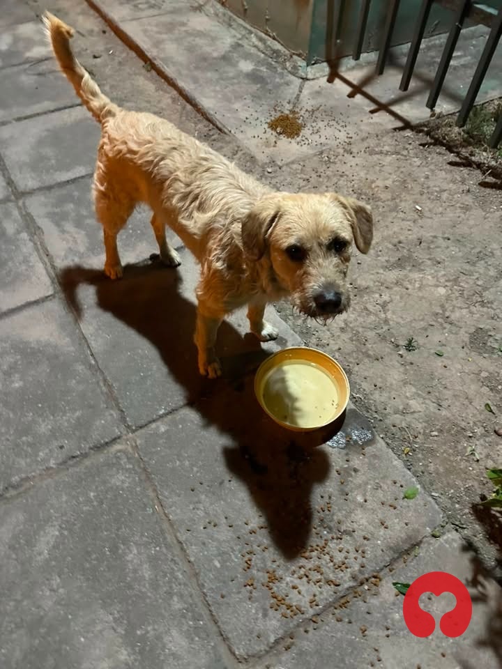 Perdido: - (perro) en Salta