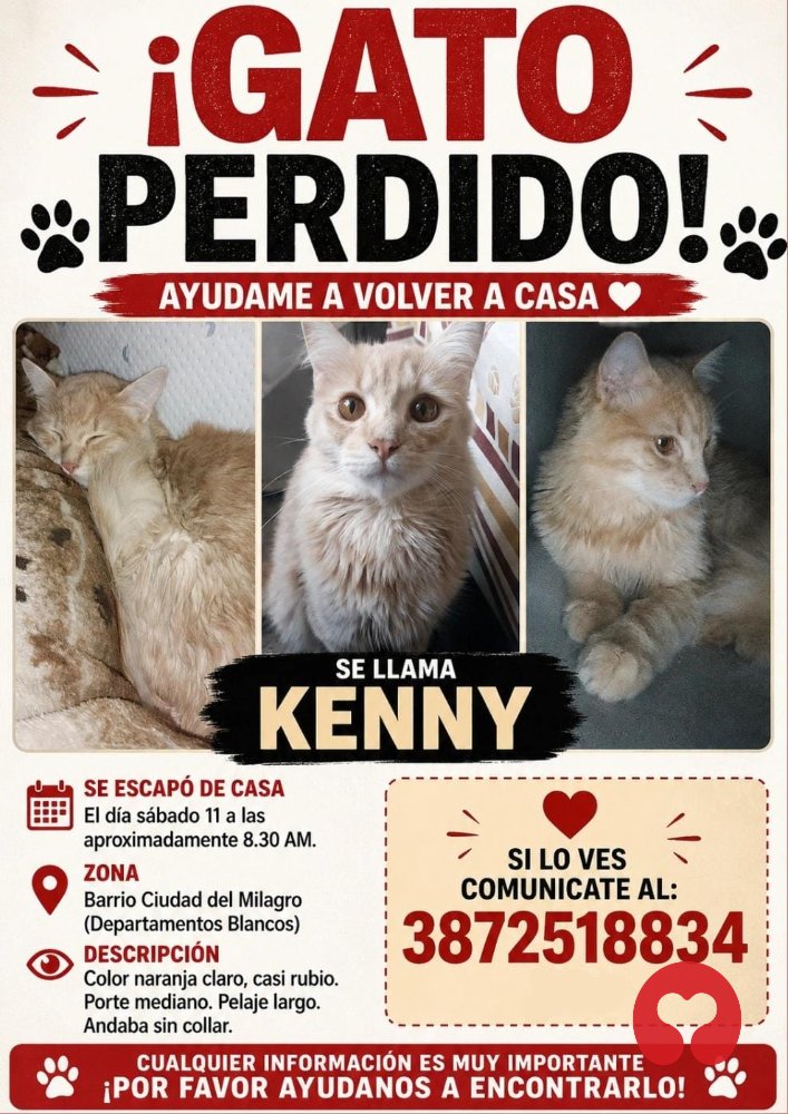 Perdido: Gato en Ciudad del Milagro