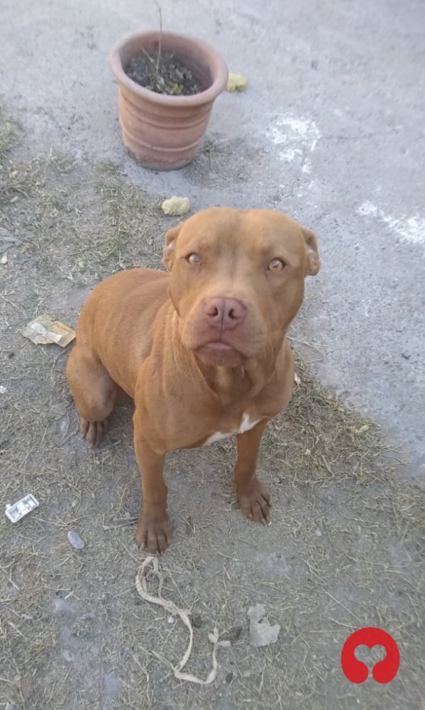 Perdido: Roqi (perro) en Mar Blanco y Angel Vargas - Bo. San Calixto