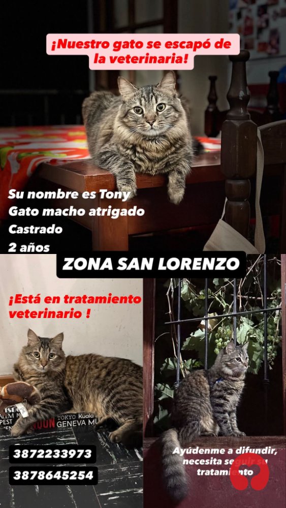 Perdido: Gato en Villa San Lorenzo