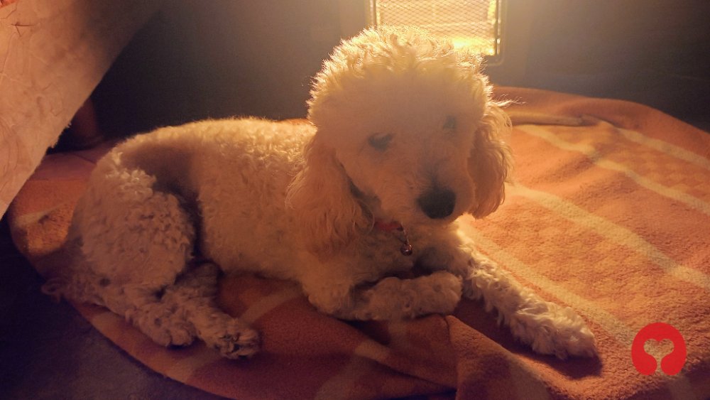 Perdido: PICHITA (perro) en 2 de Abril