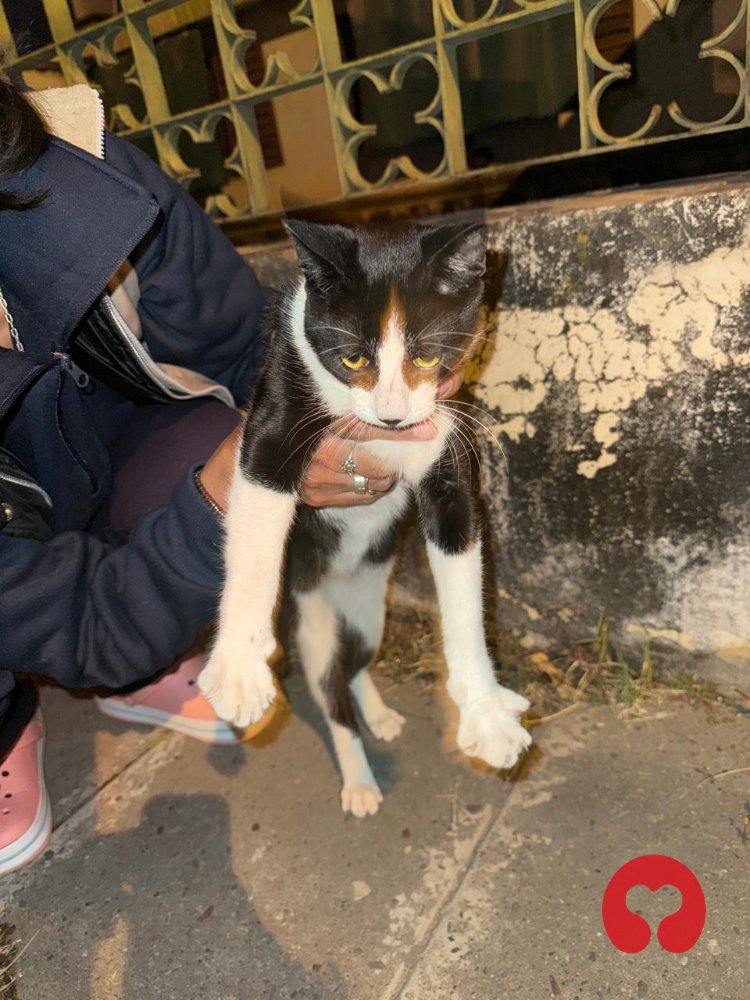 Encontrado: Gato en Ciudad del Milagro
