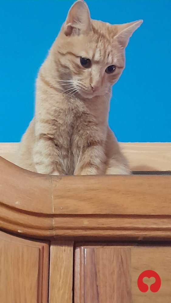 Perdido: Tom (gato) en Estadio Polideportivo Salta Polideportivo Delmi