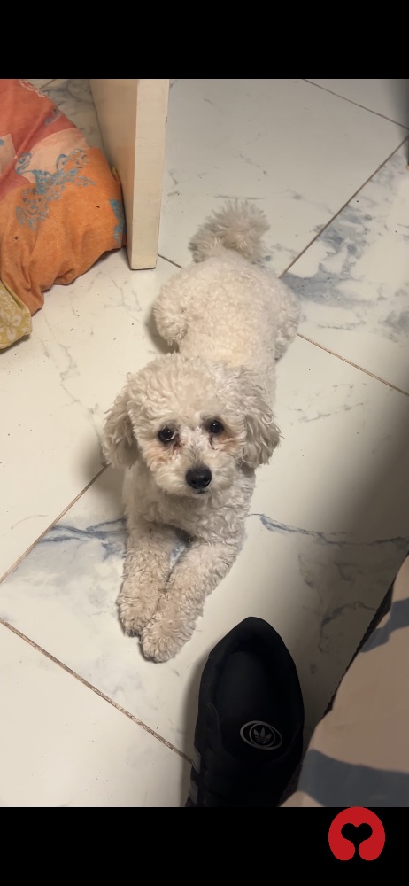 Perdido: Ciro (perro) en Los Alerces