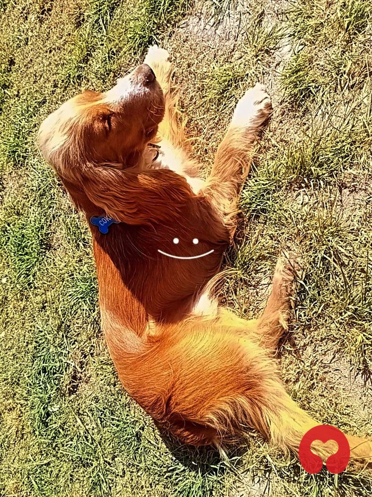Perdido: Coki (perro) en Ruta Provincial 26