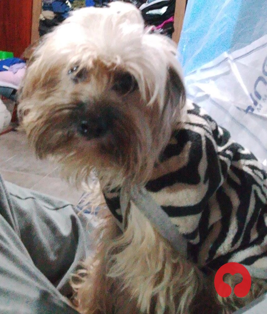 Perdido: Pepa (perro) en 20 de Febrero